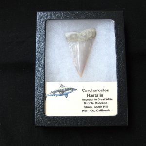 Genuine Miocene Age Carcharocles Hastalis Shark Tooth From For California For Sale #4b