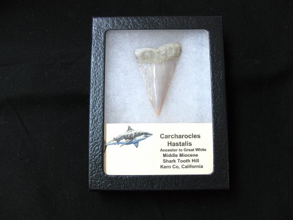 Genuine Miocene Age Carcharocles Hastalis Shark Tooth From For California For Sale #4b