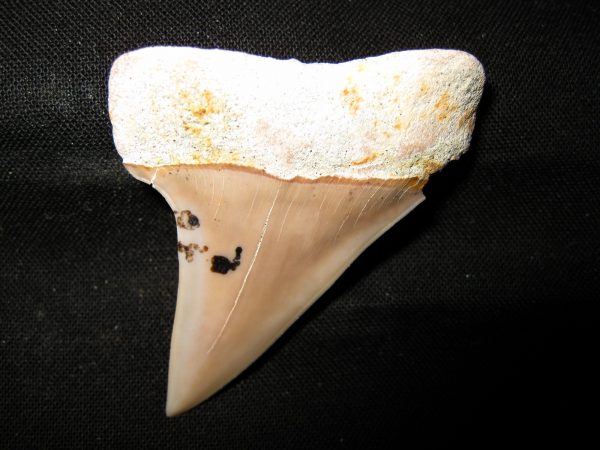 Genuine Miocene Age Carcharocles Hastalis Shark Tooth From For California For Sale #6a