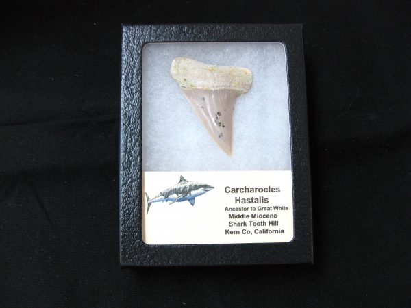 Genuine Miocene Age Carcharocles Hastalis Shark Tooth From For California For Sale #6b