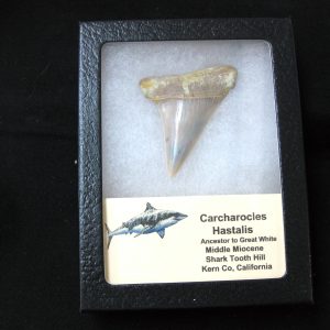 Genuine Miocene Age Carcharocles Hastalis Shark Tooth From For California For Sale #7