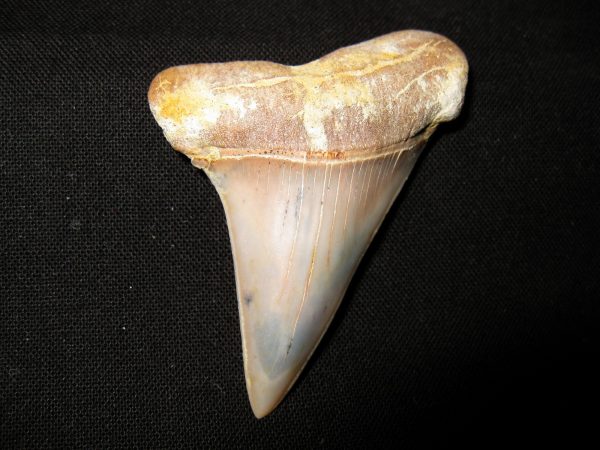 Genuine Miocene Age Carcharocles Hastalis Shark Tooth From For California For Sale #7a