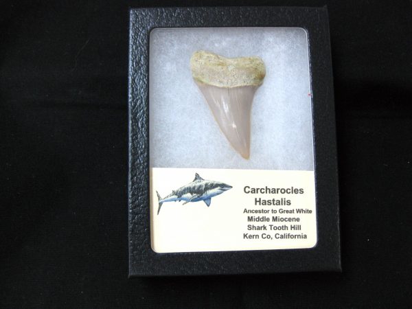 Genuine Miocene Age Carcharocles Hastalis Shark Tooth From For California For Sale #8