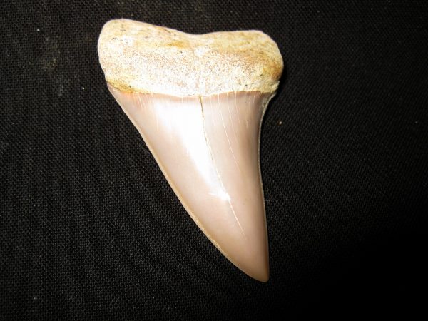 Genuine Miocene Age Carcharocles Hastalis Shark Tooth From For California For Sale #8a