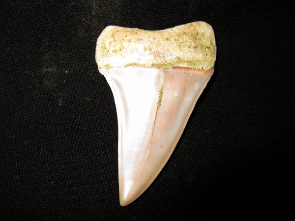 Genuine Miocene Age Carcharocles Hastalis Shark Tooth From For California For Sale #8b