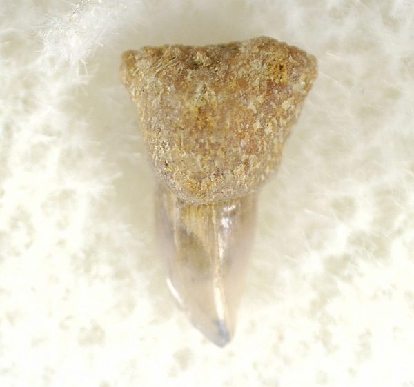 Shark Tooth Hill Ceterohinus Shark Tooth #10