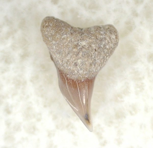 Shark Tooth Hill Ceterohinus Shark Tooth #12