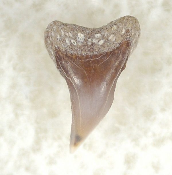 Shark Tooth Hill Ceterohinus Shark Tooth #12 - Image 3