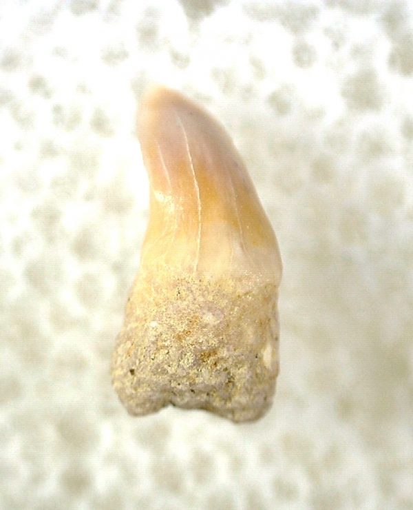 Shark Tooth Hill Ceterohinus Shark Tooth #1 - Image 3