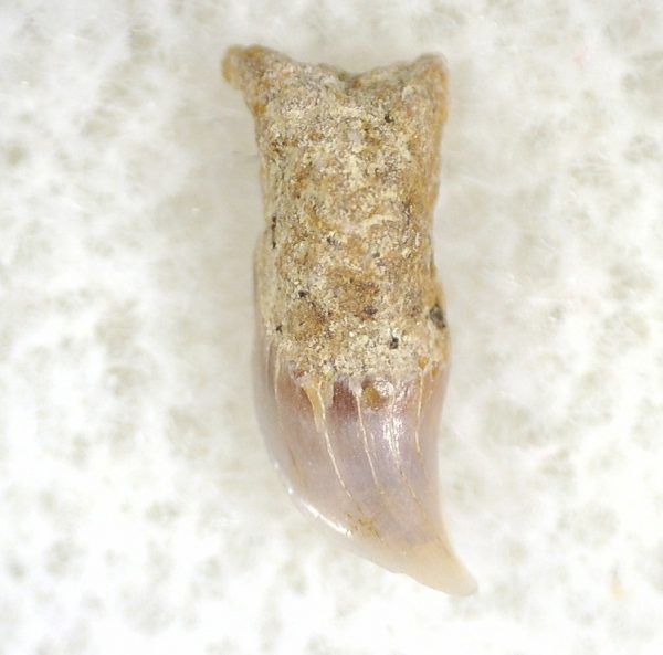 Shark Tooth Hill Ceterohinus Shark Tooth #20