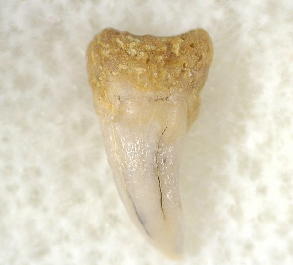 Shark Tooth Hill Ceterohinus Shark Tooth #21