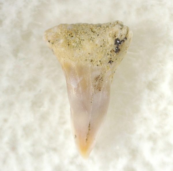 Shark Tooth Hill Ceterohinus Shark Tooth #25