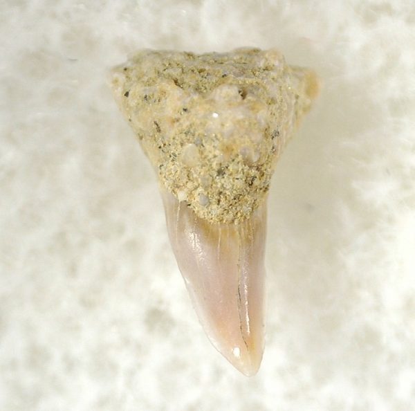 Shark Tooth Hill Ceterohinus Shark Tooth #25 - Image 3