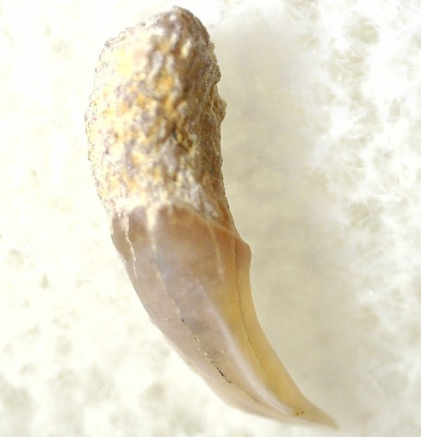 Shark Tooth Hill Ceterohinus Shark Tooth #4 - Image 3