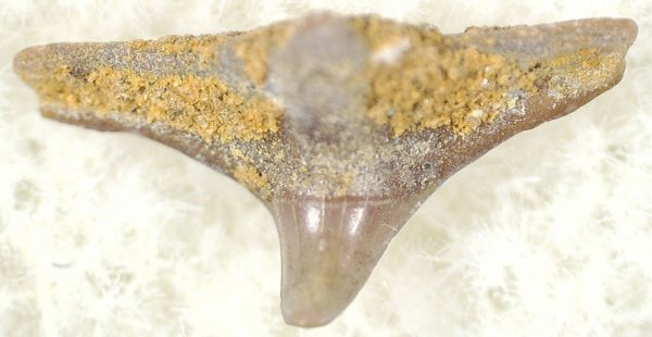 Ancient Fossilized-Shark Tooth Hill Squatina Fossilized Shark Tooth #17