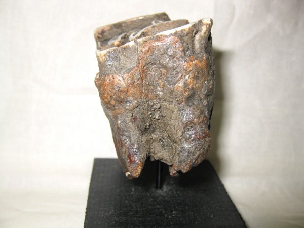 Woolly Rhinoceros Tooth #1 - Image 2