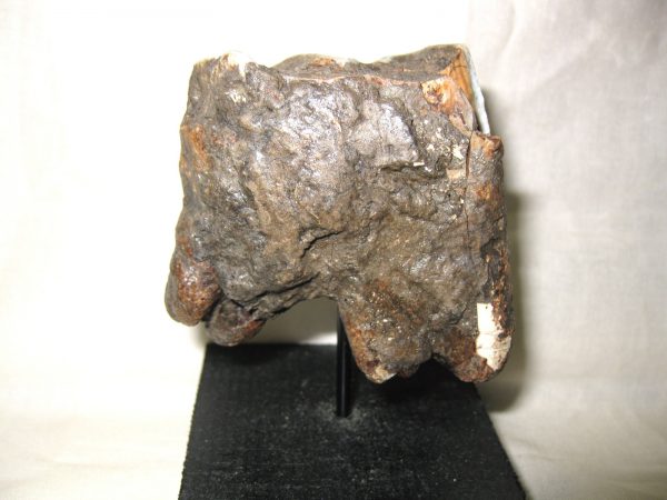 Woolly Rhinoceros Tooth #1 - Image 6