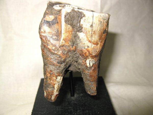 Woolly Rhinoceros Tooth #1 - Image 5