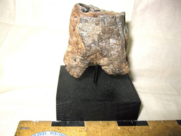 Woolly Rhinoceros Tooth #2