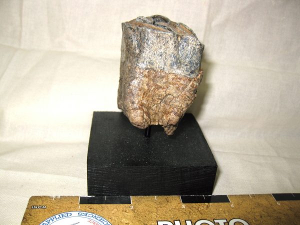 Woolly Rhinoceros Tooth #2 - Image 2