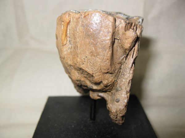 Woolly Rhinoceros Tooth #2 - Image 6