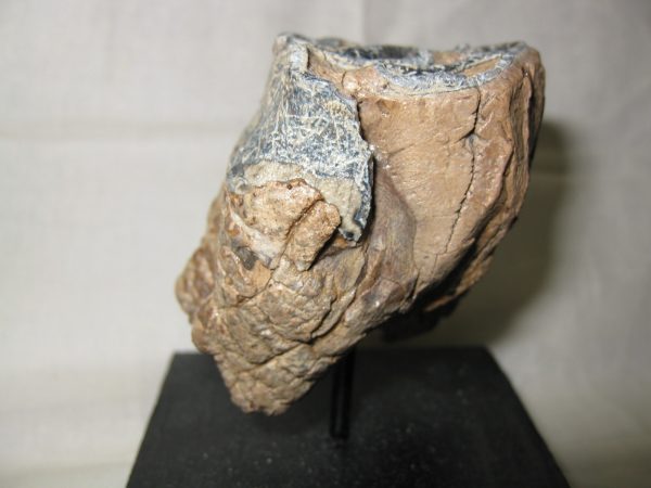 Woolly Rhinoceros Tooth #2 - Image 5