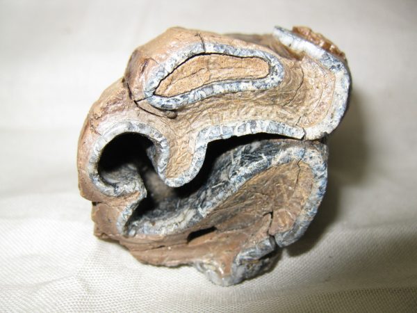 Woolly Rhinoceros Tooth #2 - Image 3