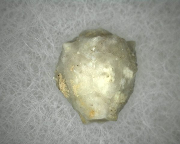 Caryocrinites Cystoid #1 - Image 2