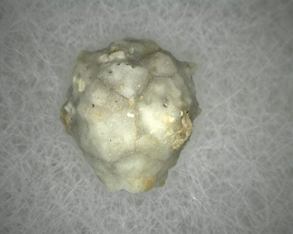 Caryocrinites Cystoid #1 - Image 3