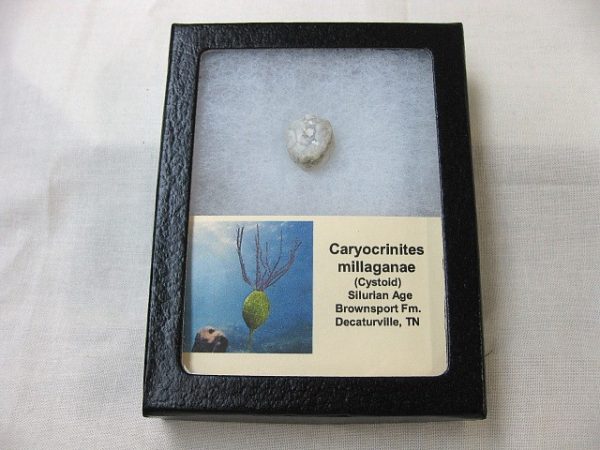 Caryocrinites Cystoid #2