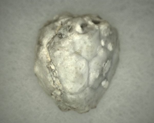 Caryocrinites Cystoid #2 - Image 2