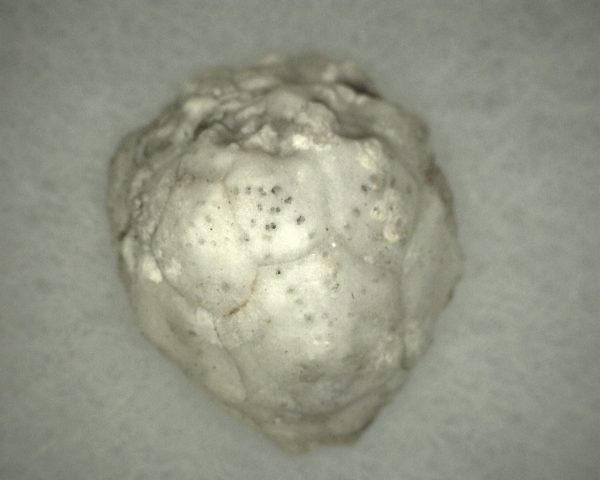 Caryocrinites Cystoid #2 - Image 3