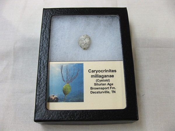 Caryocrinites Cystoid #5