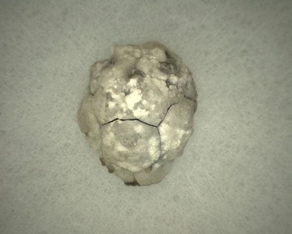 Caryocrinites Cystoid #5 - Image 3