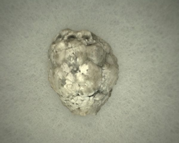 Caryocrinites Cystoid #5 - Image 2