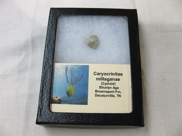 Caryocrinites Cystoid #9