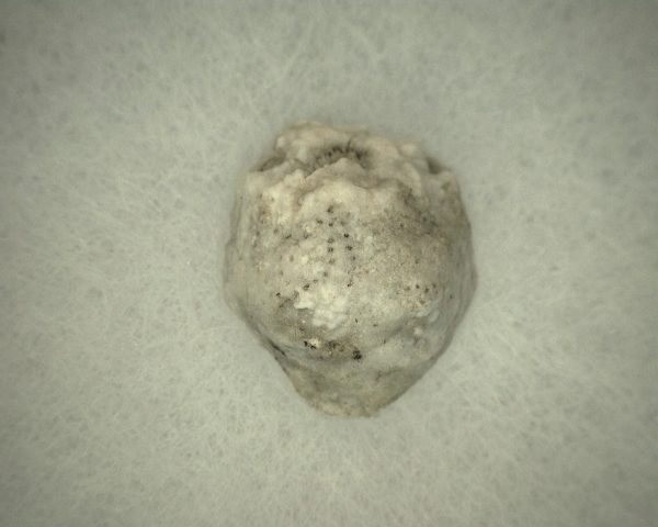 Caryocrinites Cystoid #9 - Image 2