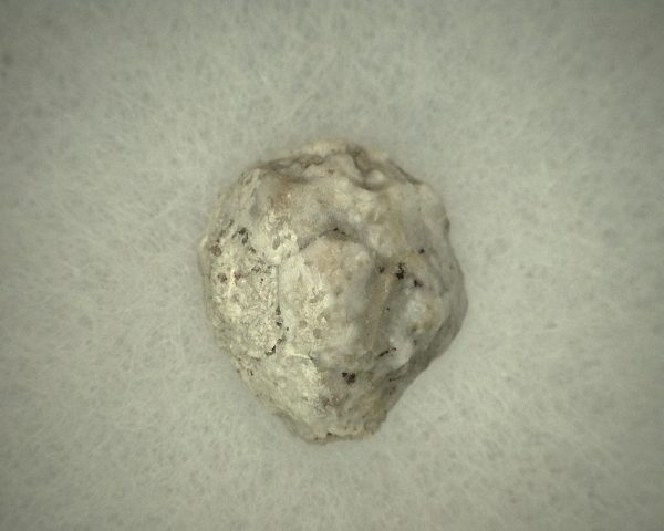 Caryocrinites Cystoid #9 - Image 3