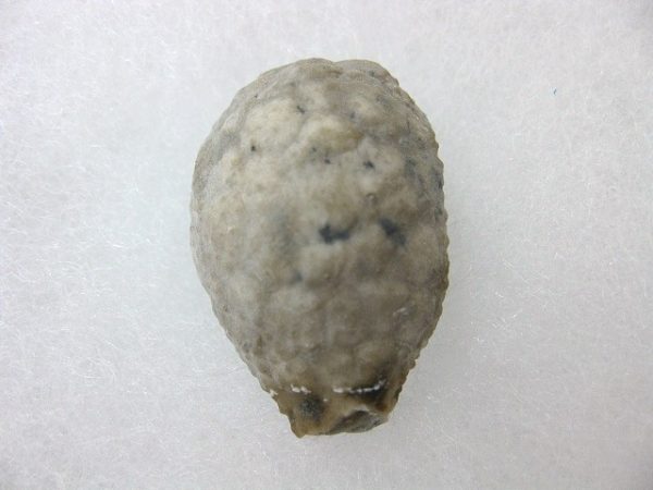 Holocystites Cystoid #8 - Image 3