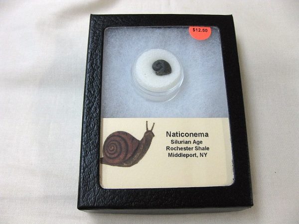 Genuine Silurian Age Naticonema Gastropod Fossil from New York For Sale #1