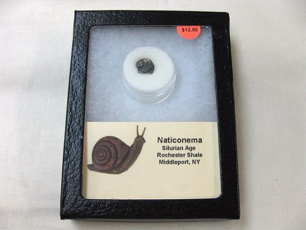 Genuine Silurian Age Naticonema Gastropod Fossil from New York For Sale #2