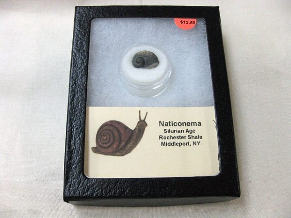 Genuine Silurian Age Naticonema Gastropod Fossil from New York For Sale #3