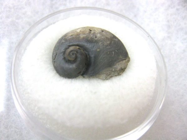 Genuine Silurian Age Naticonema Gastropod Fossil from New York For Sale #3a