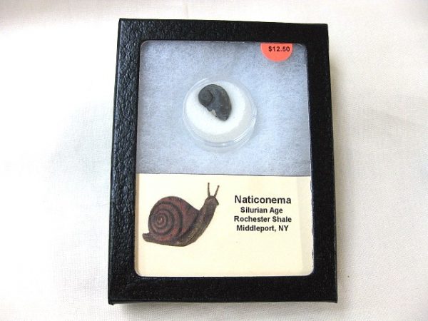 Genuine Silurian Age Naticonema Gastropod Fossil from New York For Sale #4