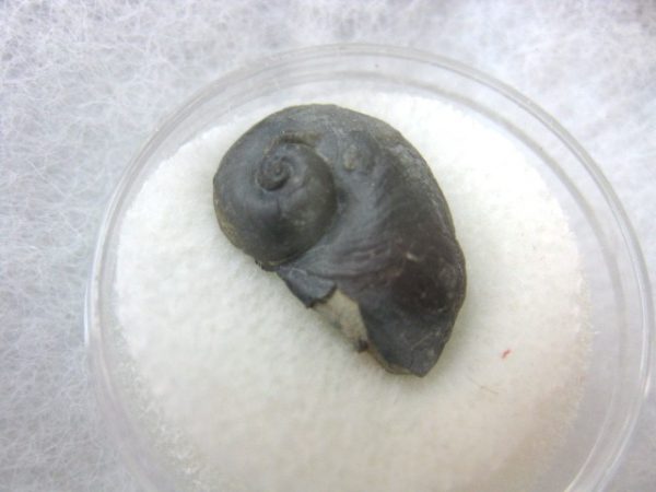 Genuine Silurian Age Naticonema Gastropod Fossil from New York For Sale #4a