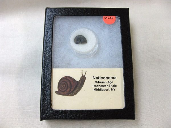 Genuine Silurian Age Naticonema Gastropod Fossil from New York For Sale #5