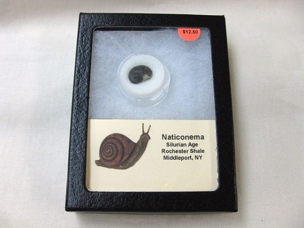 Genuine Silurian Age Naticonema Gastropod Fossil from New York For Sale #6