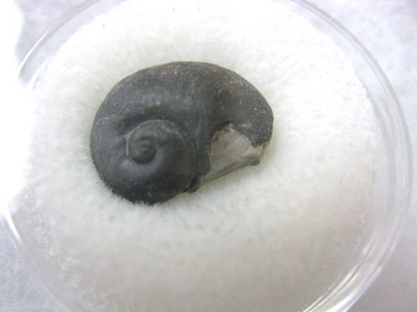 Genuine Silurian Age Naticonema Gastropod Fossil from New York For Sale #6a