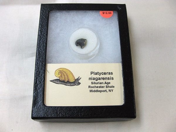 Platyceras Gastropod #2