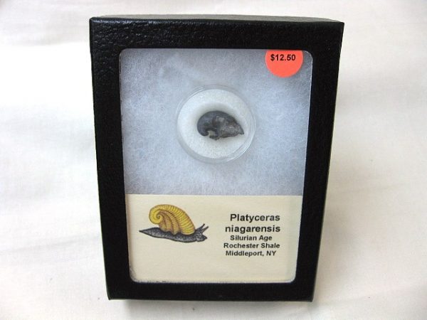 Platyceras Gastropod #5